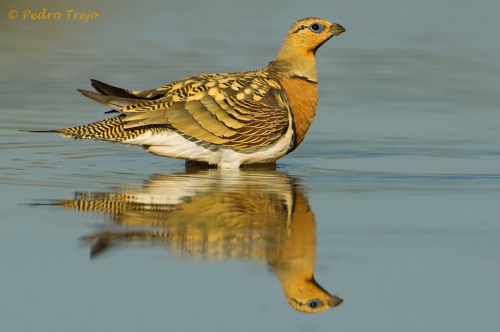 Ganga ibérica (Pterocles alchata)